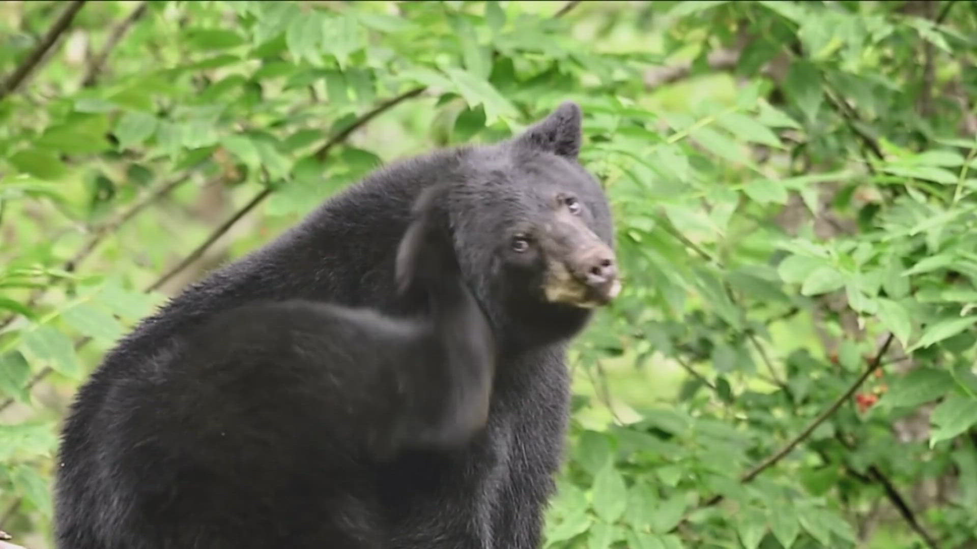 2015 was the only year for black bear hunting in the last 30 years.