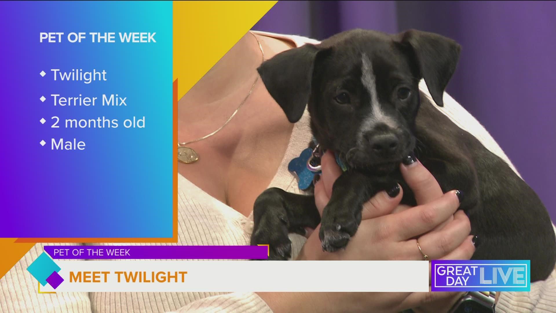 Pet of the week: Meet Twilight