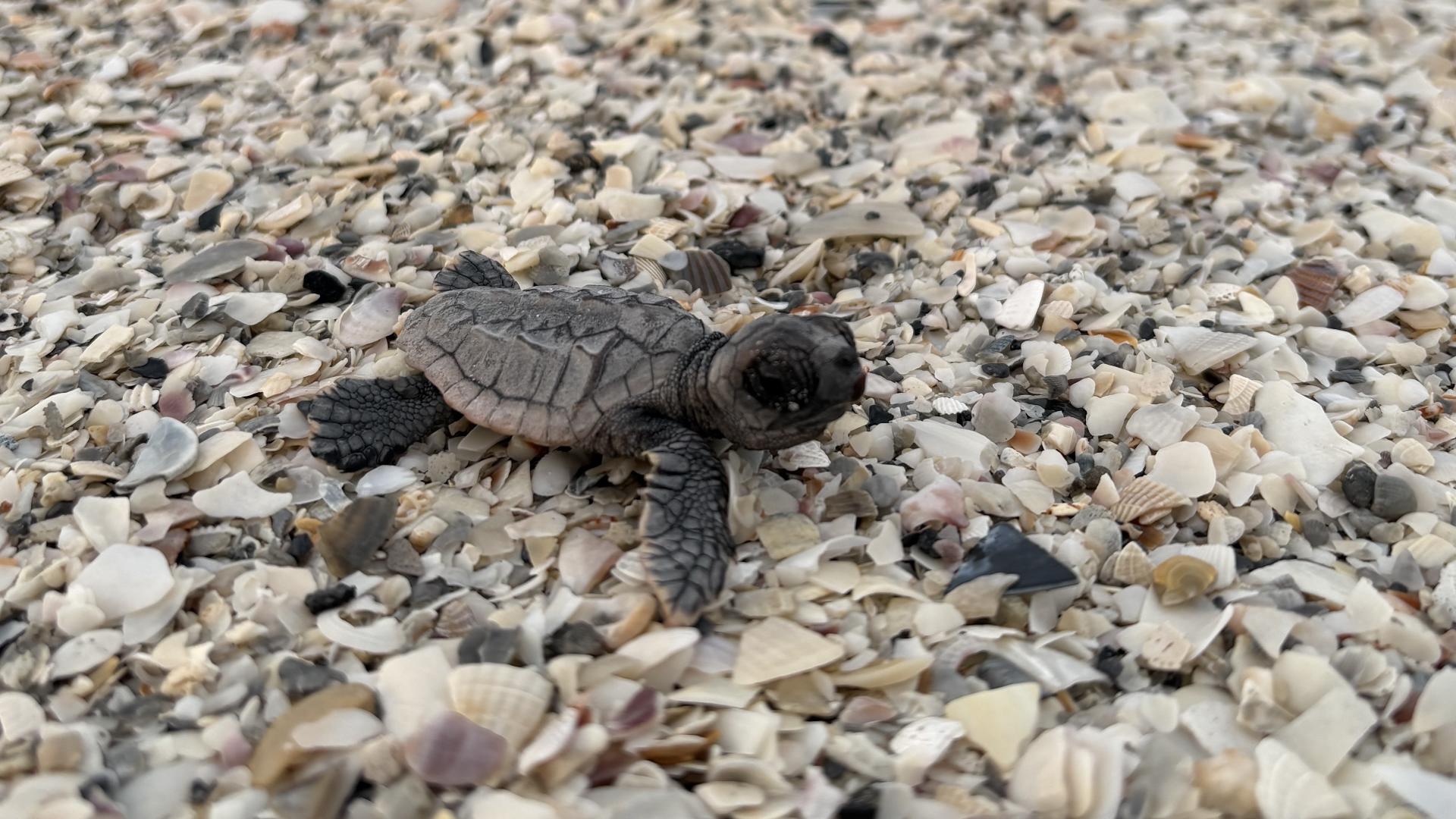 Maria Turtle Only 2 turtle nests left on Anna Maria Island beaches amid flooding ...