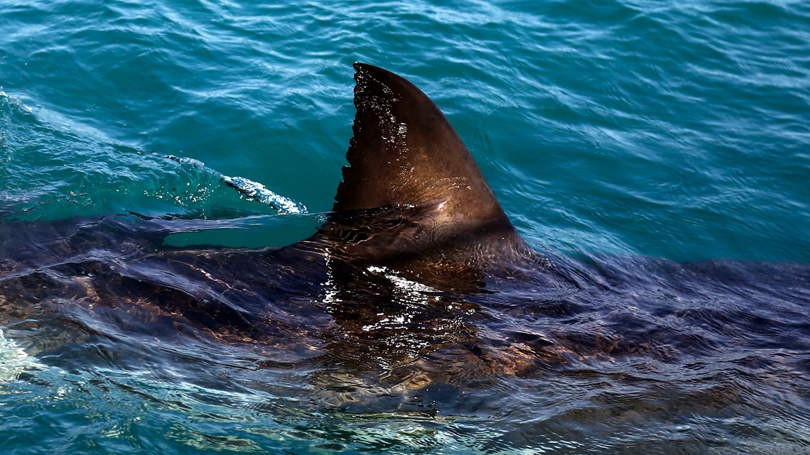 Video Of Shark Frenzy Taken Off New Smyrna Beach Florida Wtsp Com