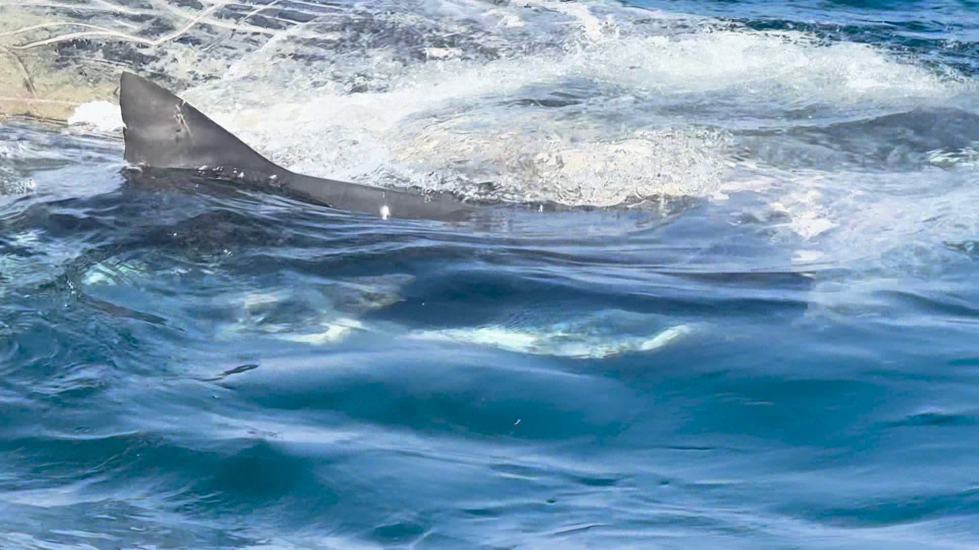 The whale had beached itself and was pronounced dead on Monday off the coast of Venice.