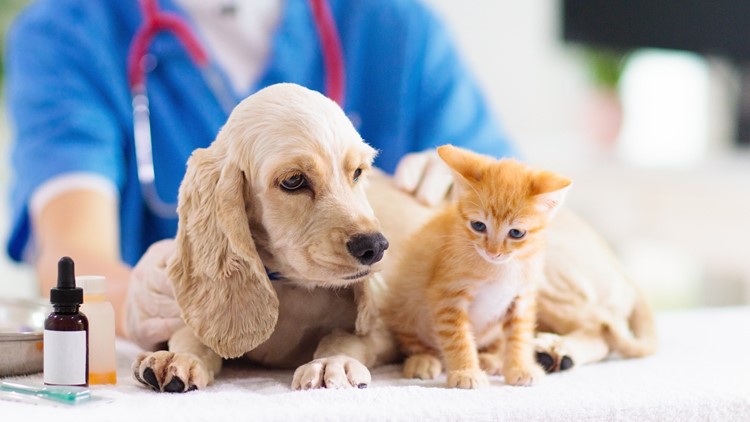 Dogs get colds, too — ways to protect your pet's health
