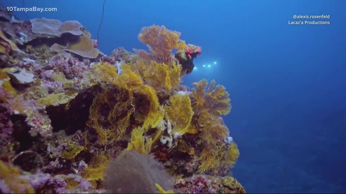 Rose-shaped corals highlight rare, pristine reef off Tahiti