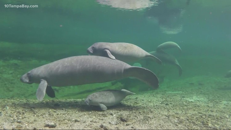 Florida wildlife officials see early success with manatee lettuce feeding program