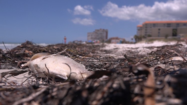FGCU project proves removing dead fish can help reduce red tide in the Tampa Bay area