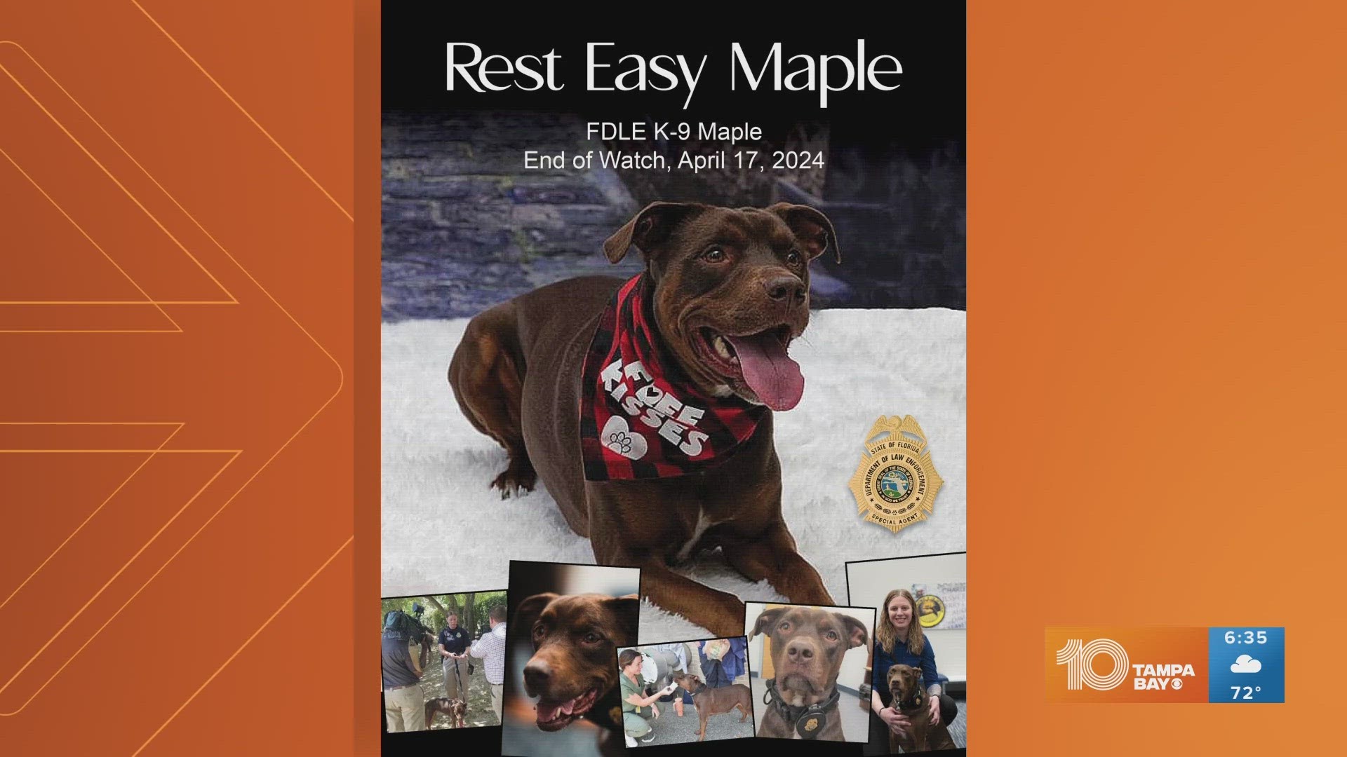 Maple started in 2019 working as the only electronic storage detection K-9 in the Florida panhandle.
