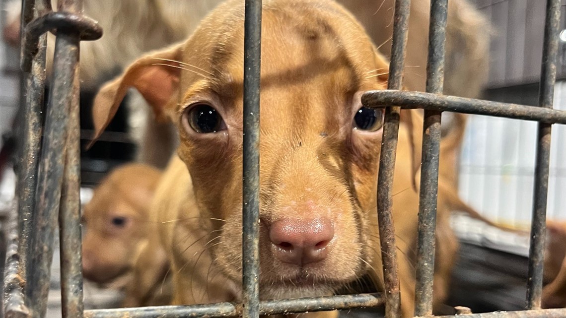 Mom dog, her puppies found abandoned in locked rusty cage | wtsp.com