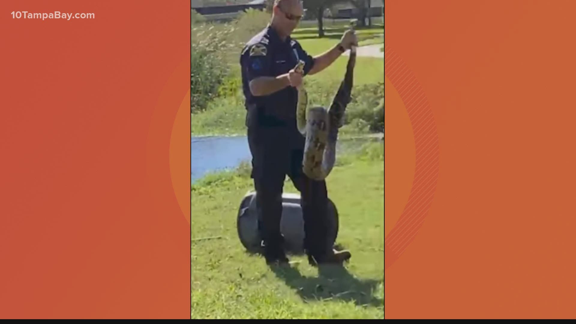Police removed the snake from Dell Holmes Park. The python will go to a snake rehab facility in Hillsborough County.