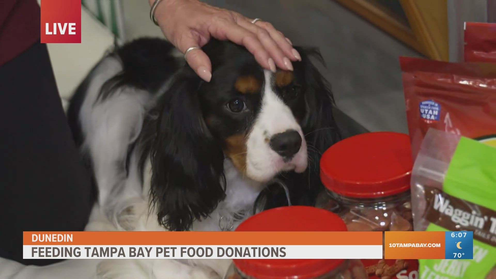 Feeding Tampa Bay collects pet food donations to help low income families