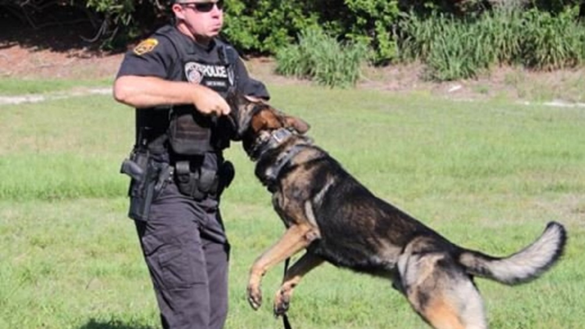 Clearwater police: K-9 Enzo dies | wtsp.com