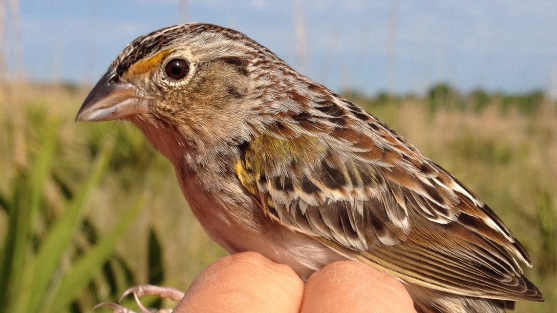 One of North America's bird reaches historic milestone, FWC says 