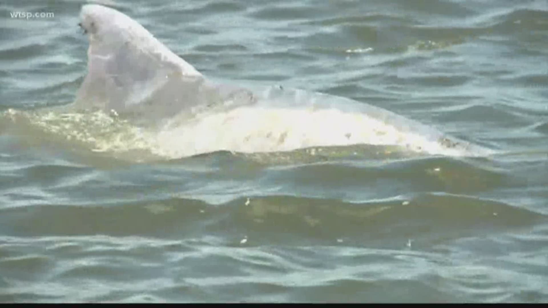 The National Oceanic and Atmospheric Administration has confirmed 174 bottlenose dolphins have died along the southwest coast of Florida over the last year. 

The 'Unusual Mortality Event' includes deaths in Collier, Lee, Charlotte, Sarasota, Manatee, Hillsborough and Pinellas counties.