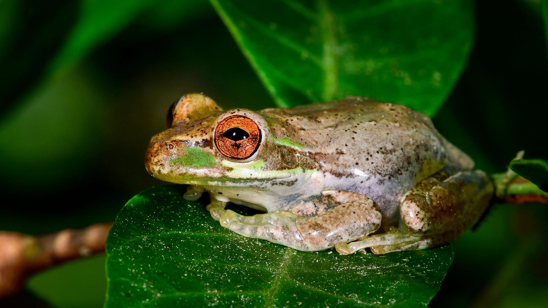 Here's how to get rid of invasive Cuban tree frogs | wtsp.com