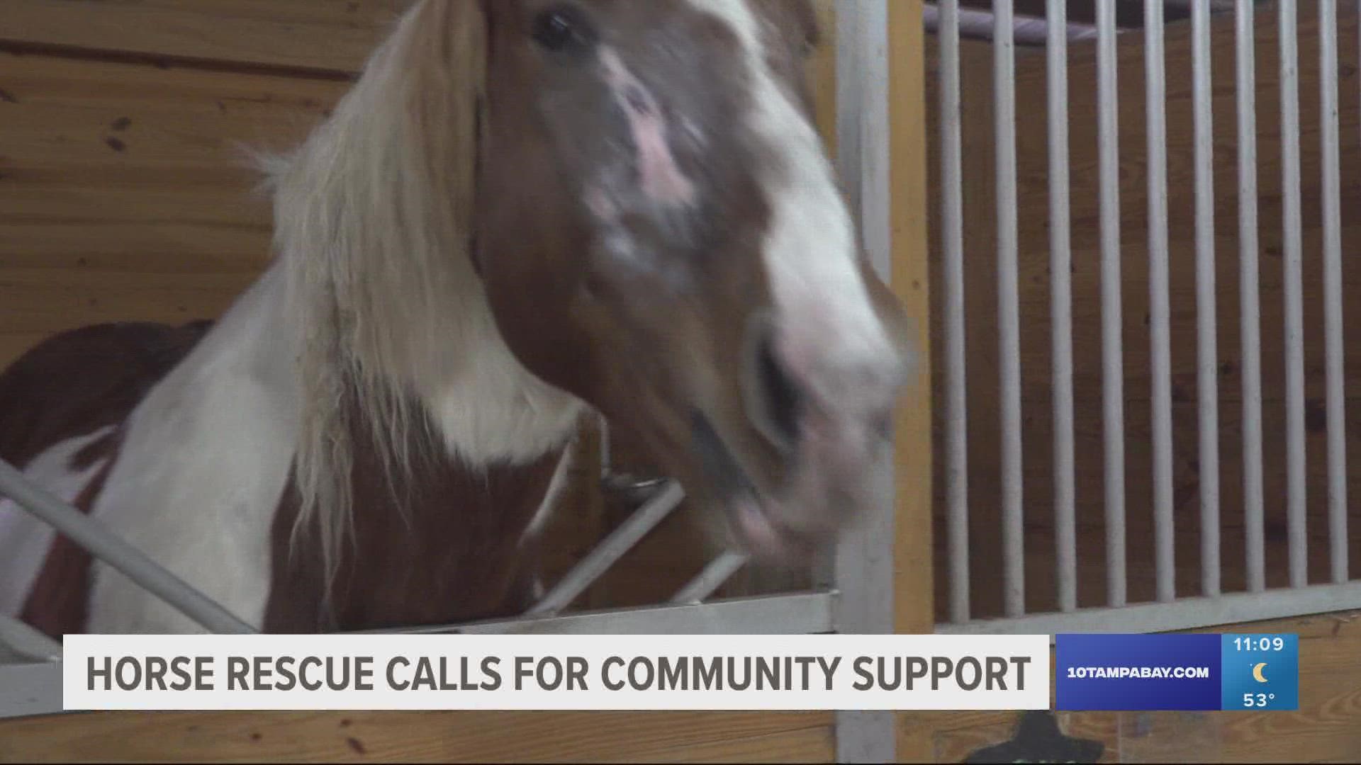 The rescue is hoping that community members can find it in their hearts to help by volunteering, donating feed, or adopting/sponsoring a horse.