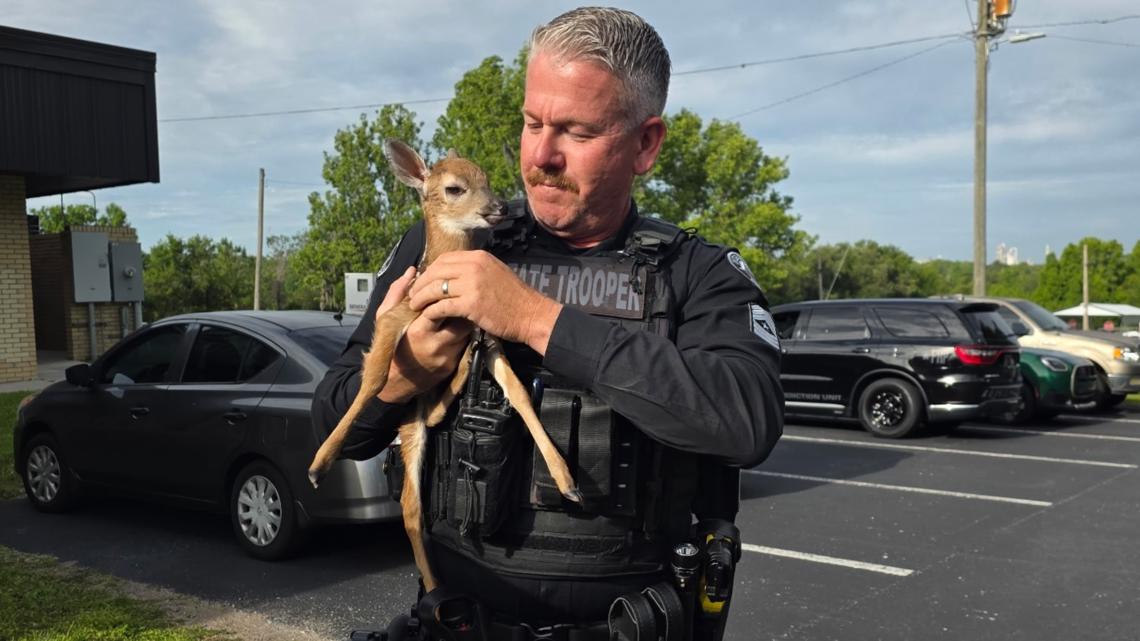 Troopers rescue baby deer running into traffic in Citrus County