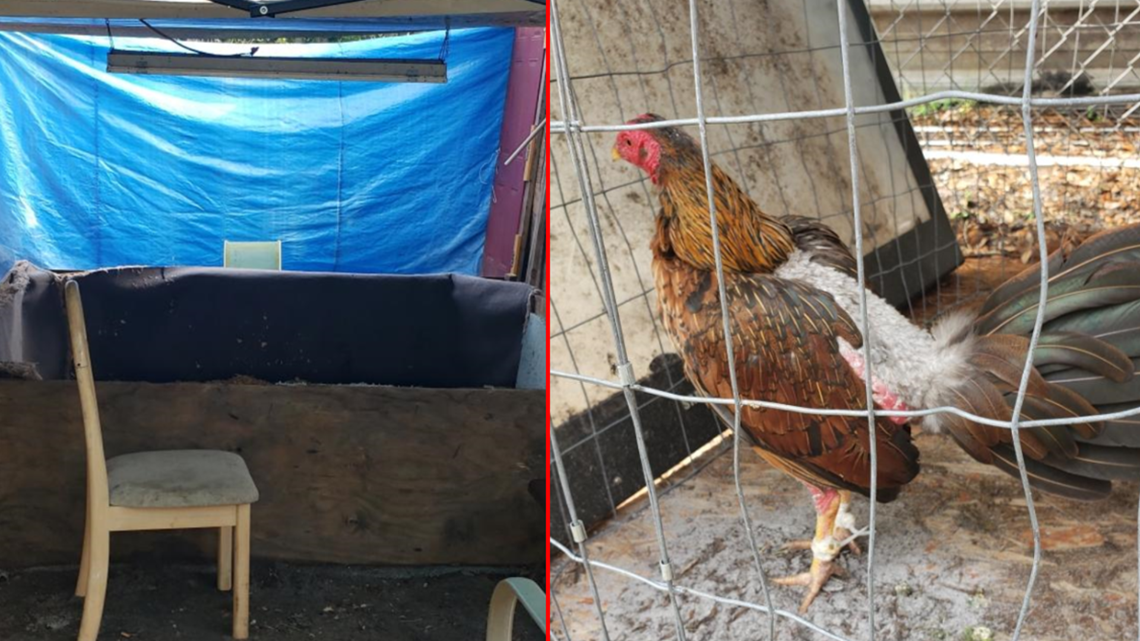 Cockfighting ring busted in Frostproof, Florida