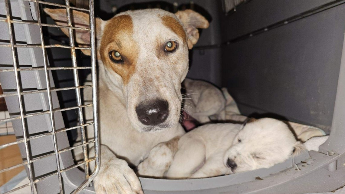 Dog, her puppies thrown from car in Wimauma, Florida - Vimarsana News