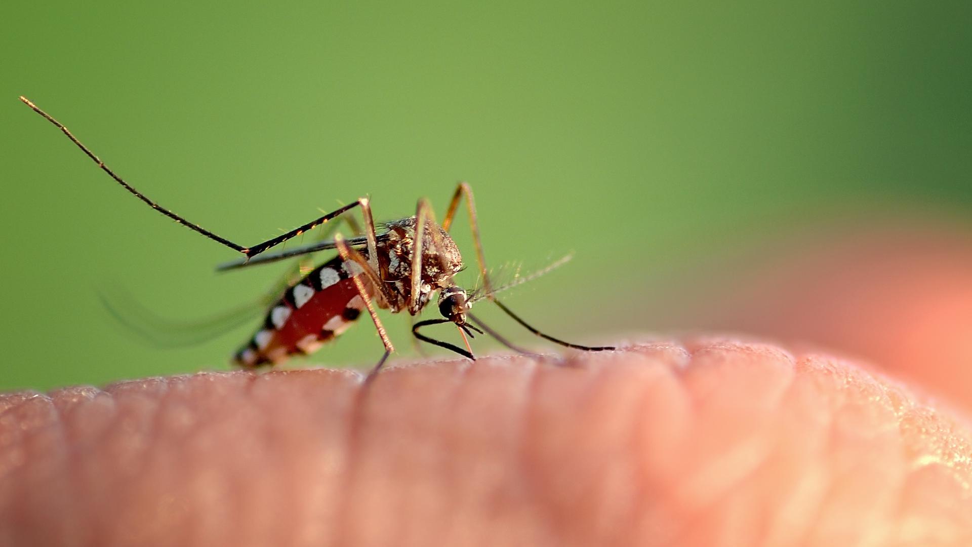 Sloth fever in Florida: A look at Oropouche virus cases reported | wtsp.com