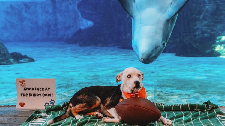 22 PBKC DOLPHIN TICKET GIVEAWAY – ENTER TO WIN TWO DOLPHINS VS