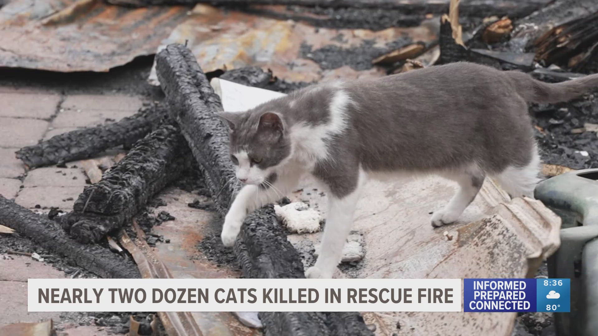 Happy Tailz Cat Rescue confirms 27 cats died in the fire, which officials say was sparked by a battery charger. 