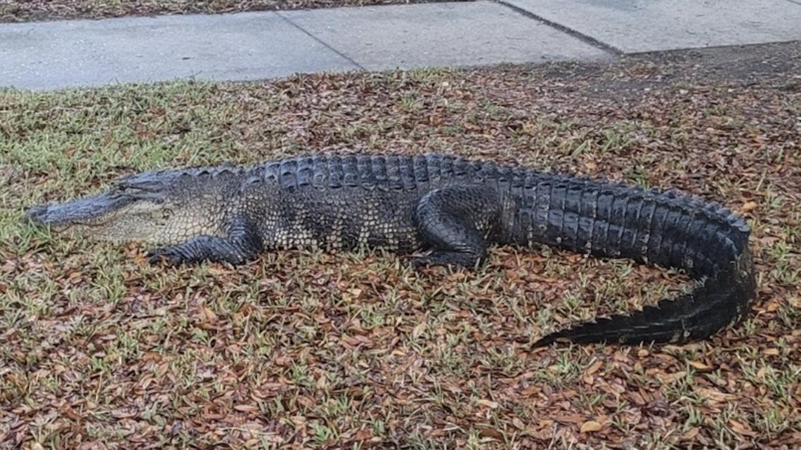 'Just chillin'': Alligator spotted outside Hillsborough County Supervisor of Elections office