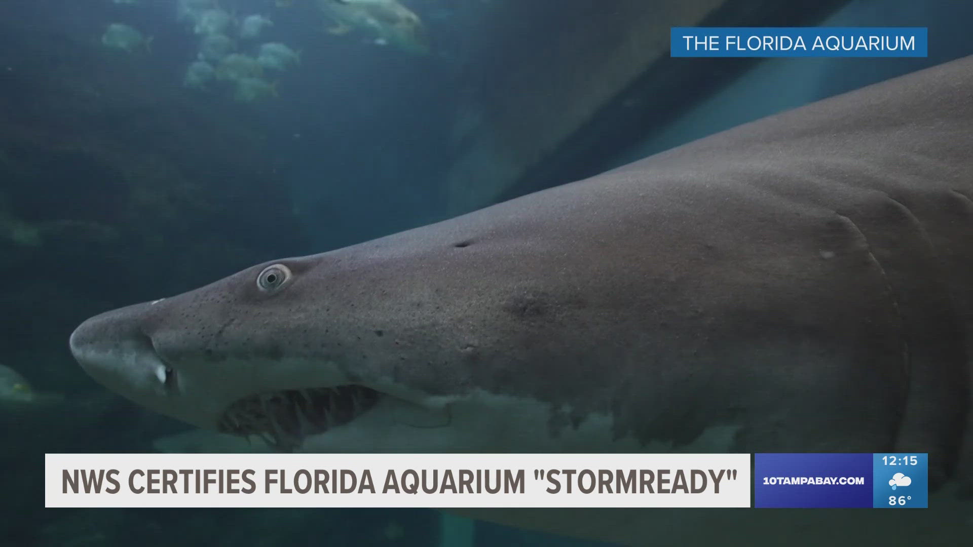 The National Weather Service recognized the Florida Aquarium as StormReady, and it's the only aquarium in Florida with the distinction.