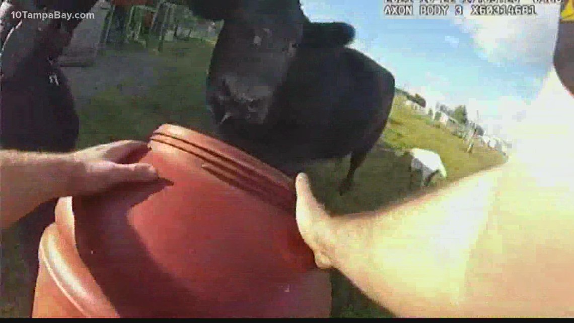 Body camera footage shows Tampa police freeing cow from barrel