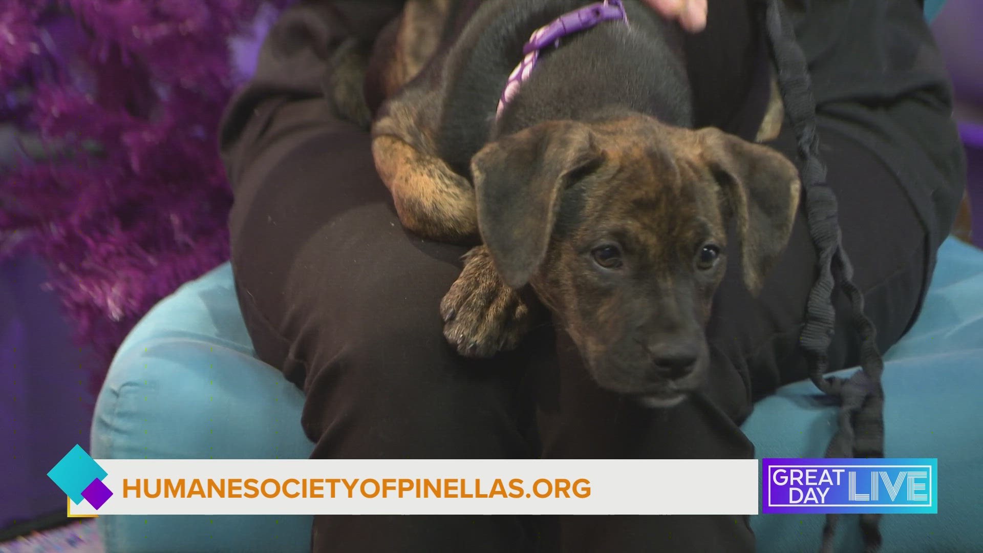 Meet Gucci! She’s a cute two-month-old mixed breed puppy with a sweet personality. To adopt visit www.humanesocietytampa.org