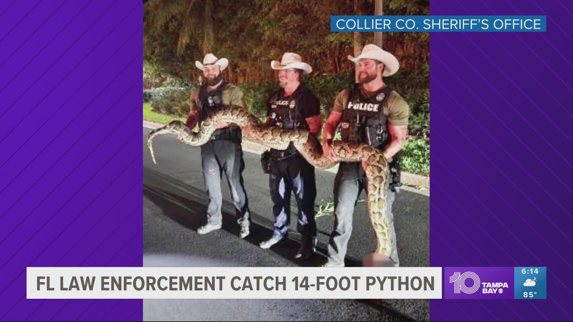 The massive reptile was caught in the bushes between two homes in an East Naples neighborhood.