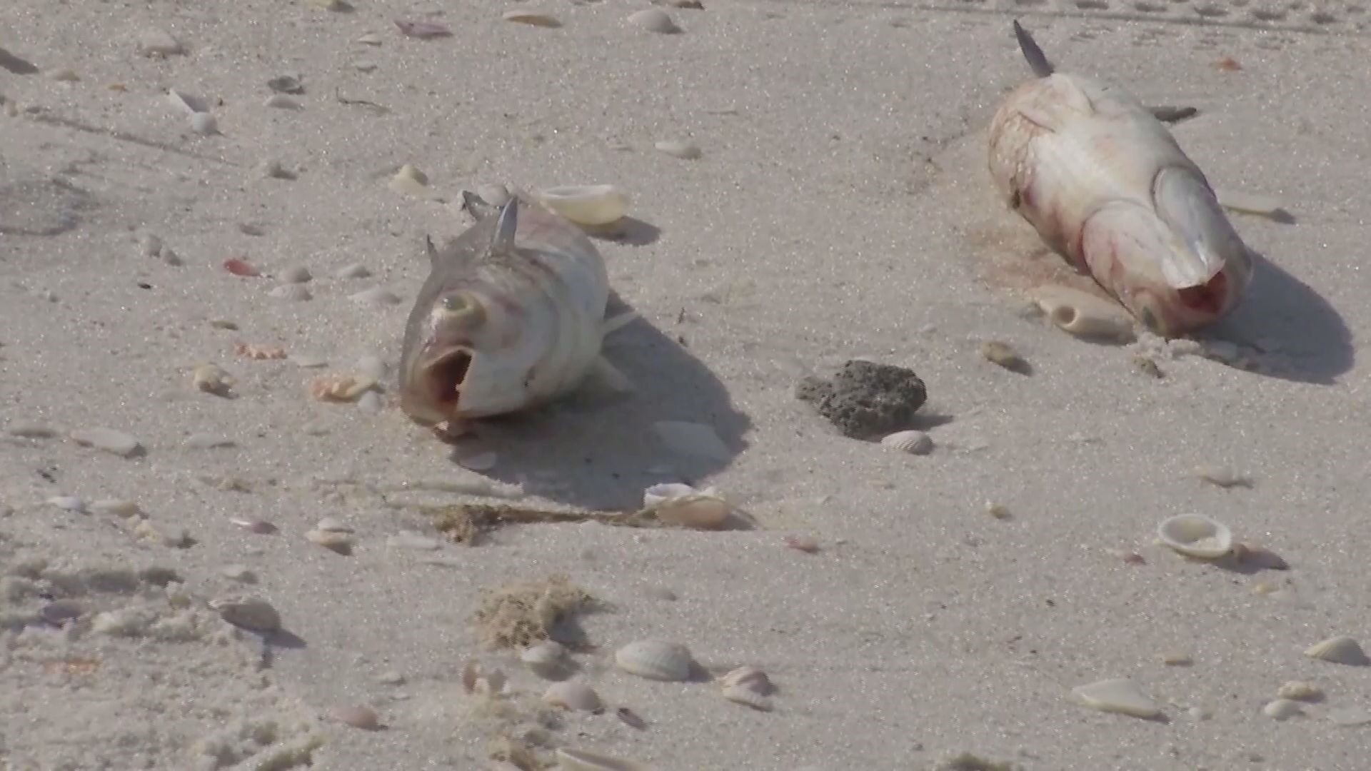Tests are underway to determine whether red tide is the cause of death for hundreds of fish that washed ashore.