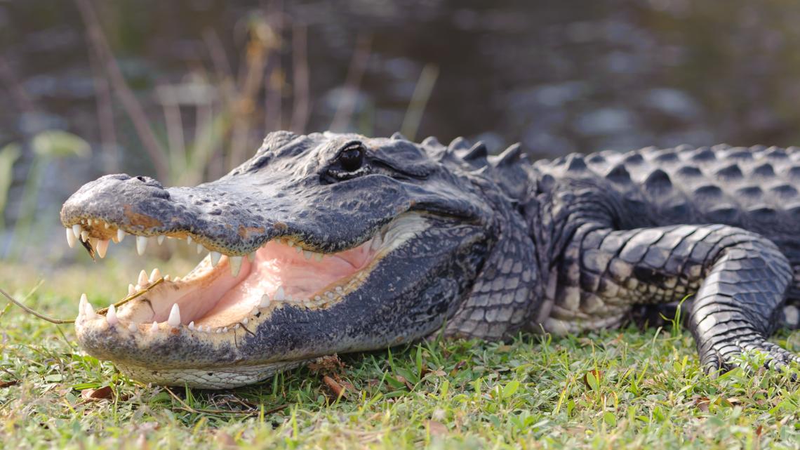 Wildlife officials searching for gator that bit woman in Florida