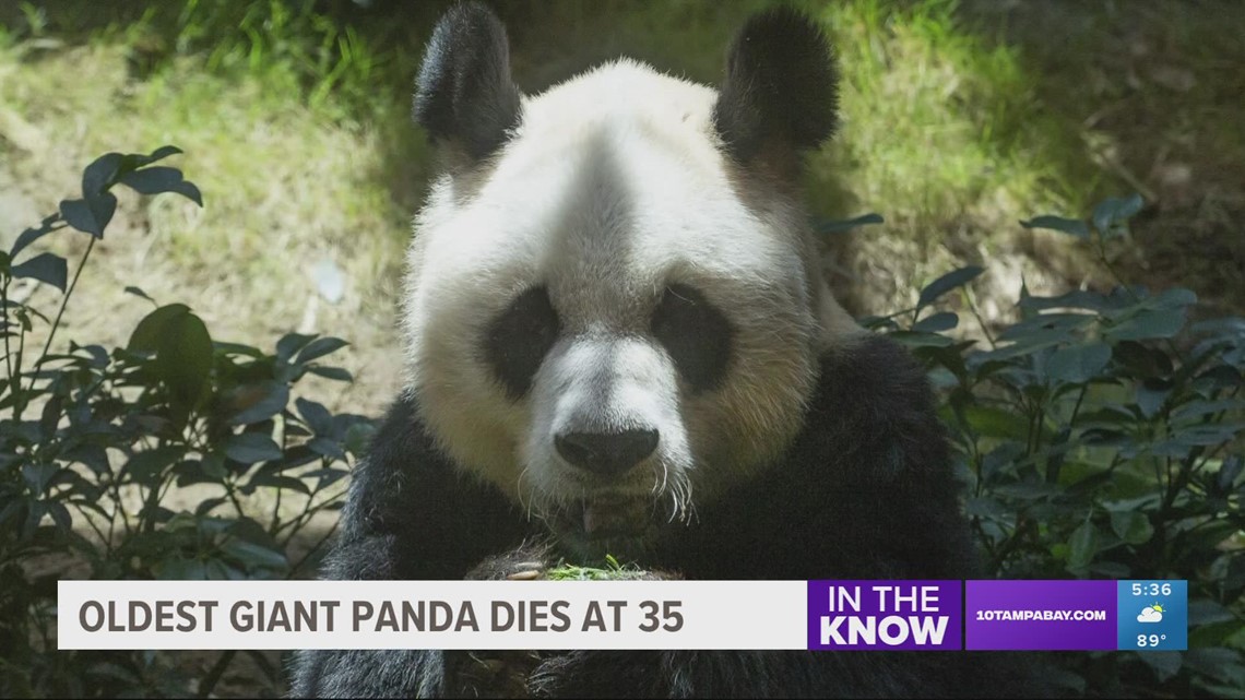 World's oldest male giant panda dies at age 35 in Hong Kong