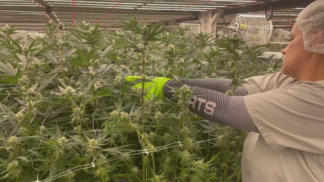 Inside Tampa Bay area's budding medical marijuana industry - Vimarsana News