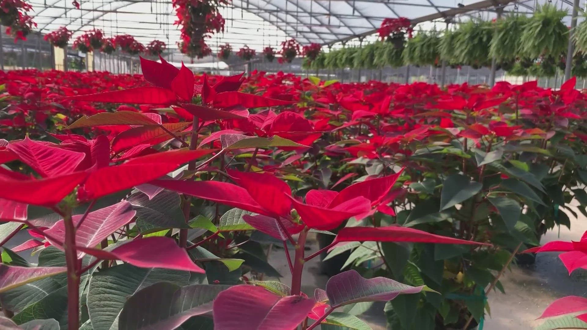 Nurseries throughout Manatee County are still reeling from the massive destruction caused by Helene and Milton.