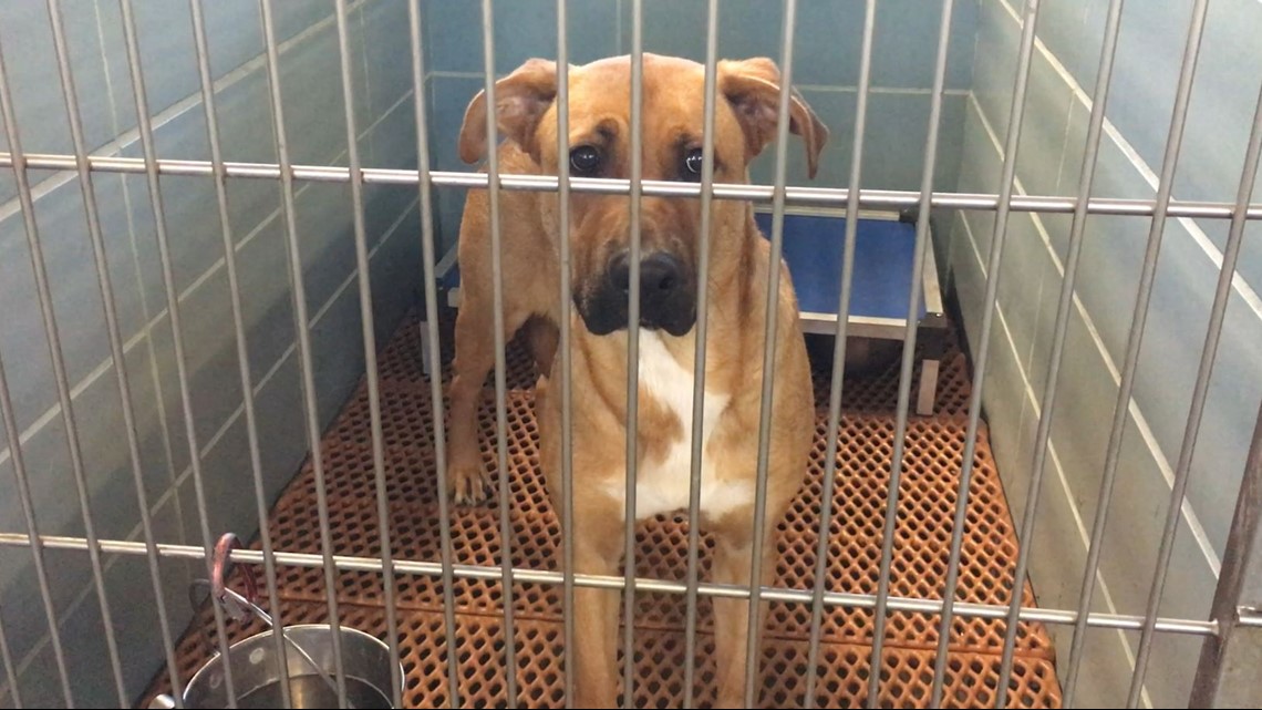 Dog illnesses have animal shelters on watch - Vimarsana News
