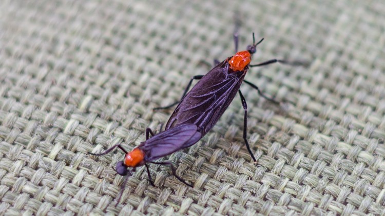 Lovebug season is here: The facts about those pesky insects