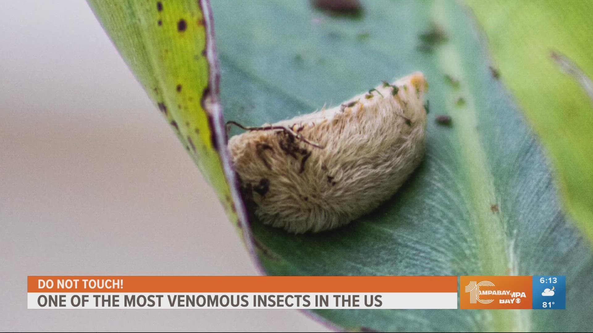 The caterpillars are covered in hair-like bristles and have an orange streak running down their back, according to the Fish and Wildlife Foundation of Florida.