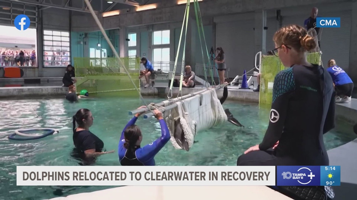 'Disturbing and unacceptable' Dolphins transferred to Clearwater from