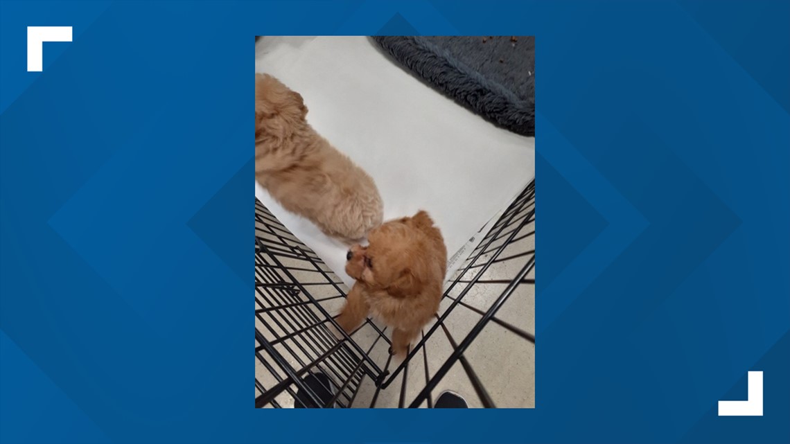 Puppies stolen from Polk County pet store
