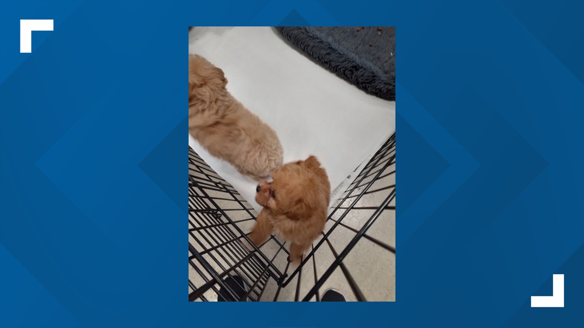 Puppies stolen from Polk County pet store