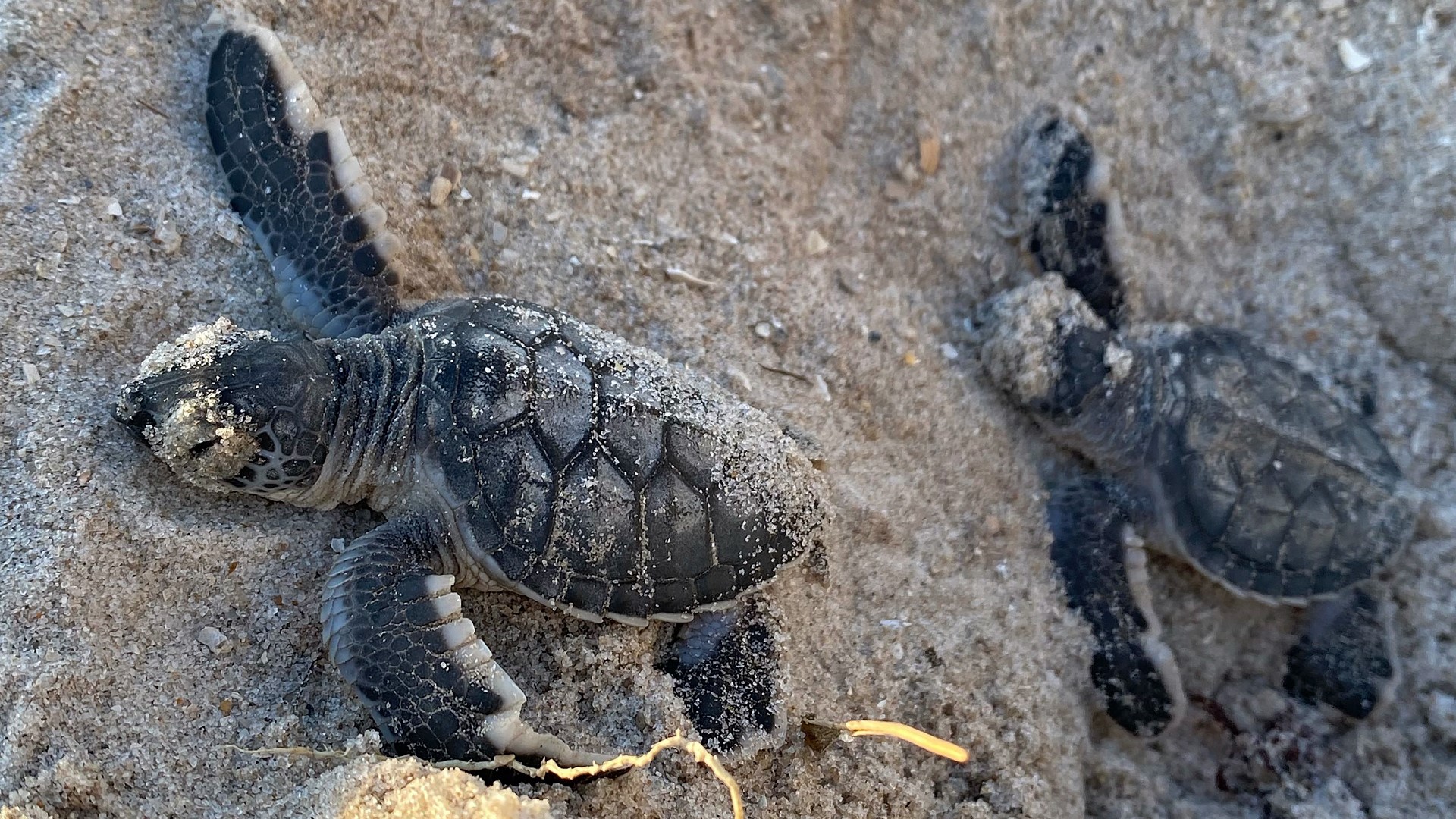 This year, record sea turtle nesting was found in Florida and elsewhere in the U.S. despite growing concern about threats from climate change.
