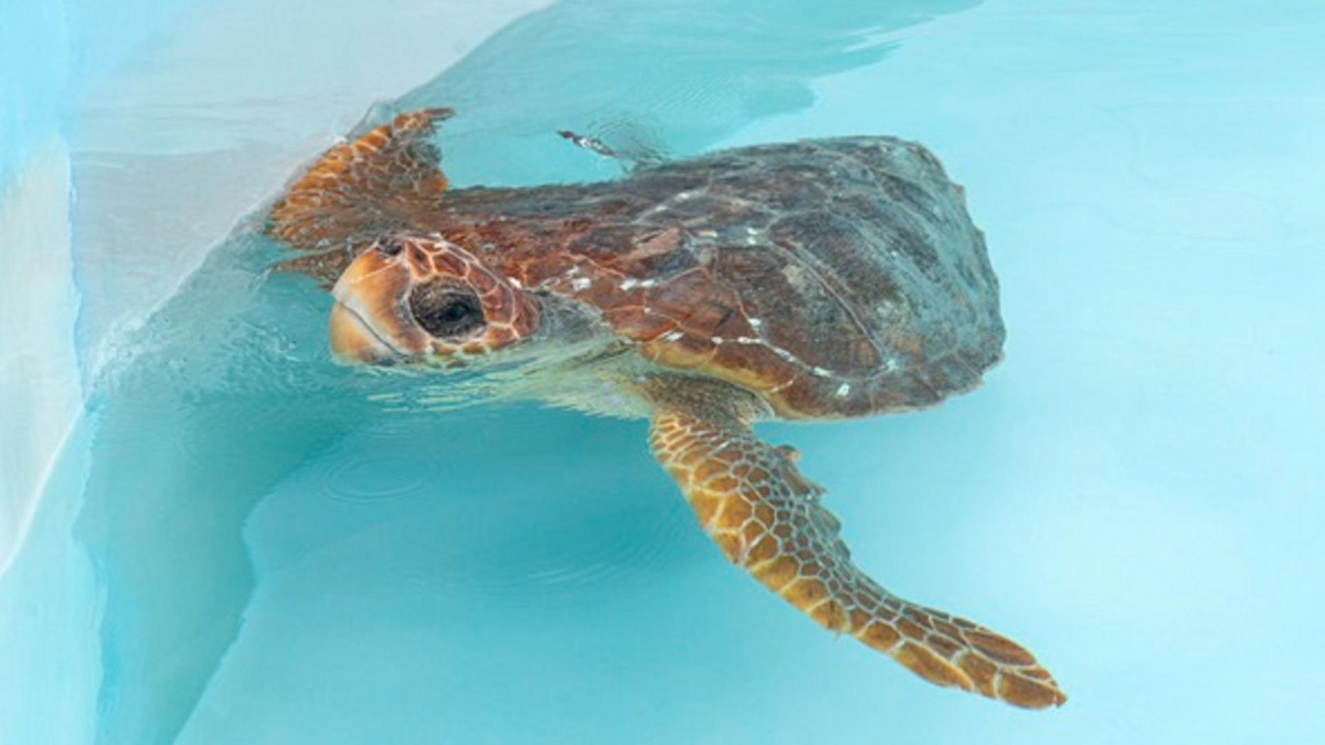 Two turtles that made a recovery were released into the Atlantic Ocean north of West Palm Beach.