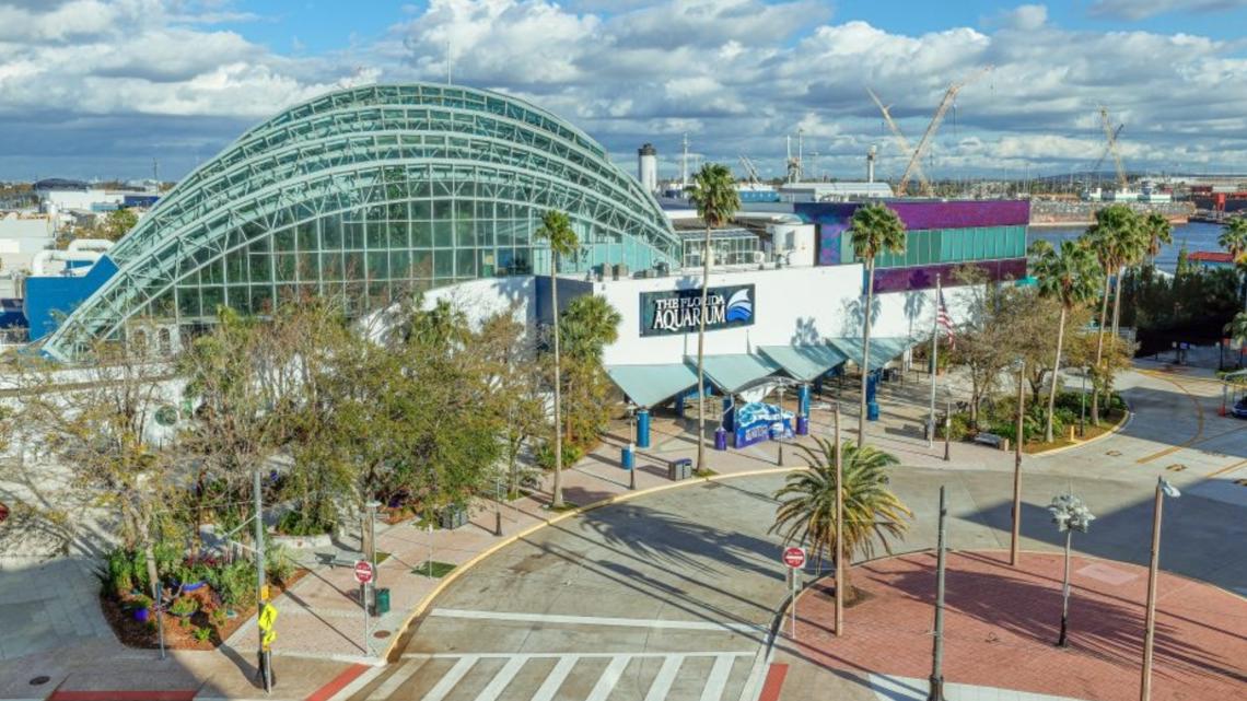 How you can vote for the Florida Aquarium to be named one of the best in the country, again