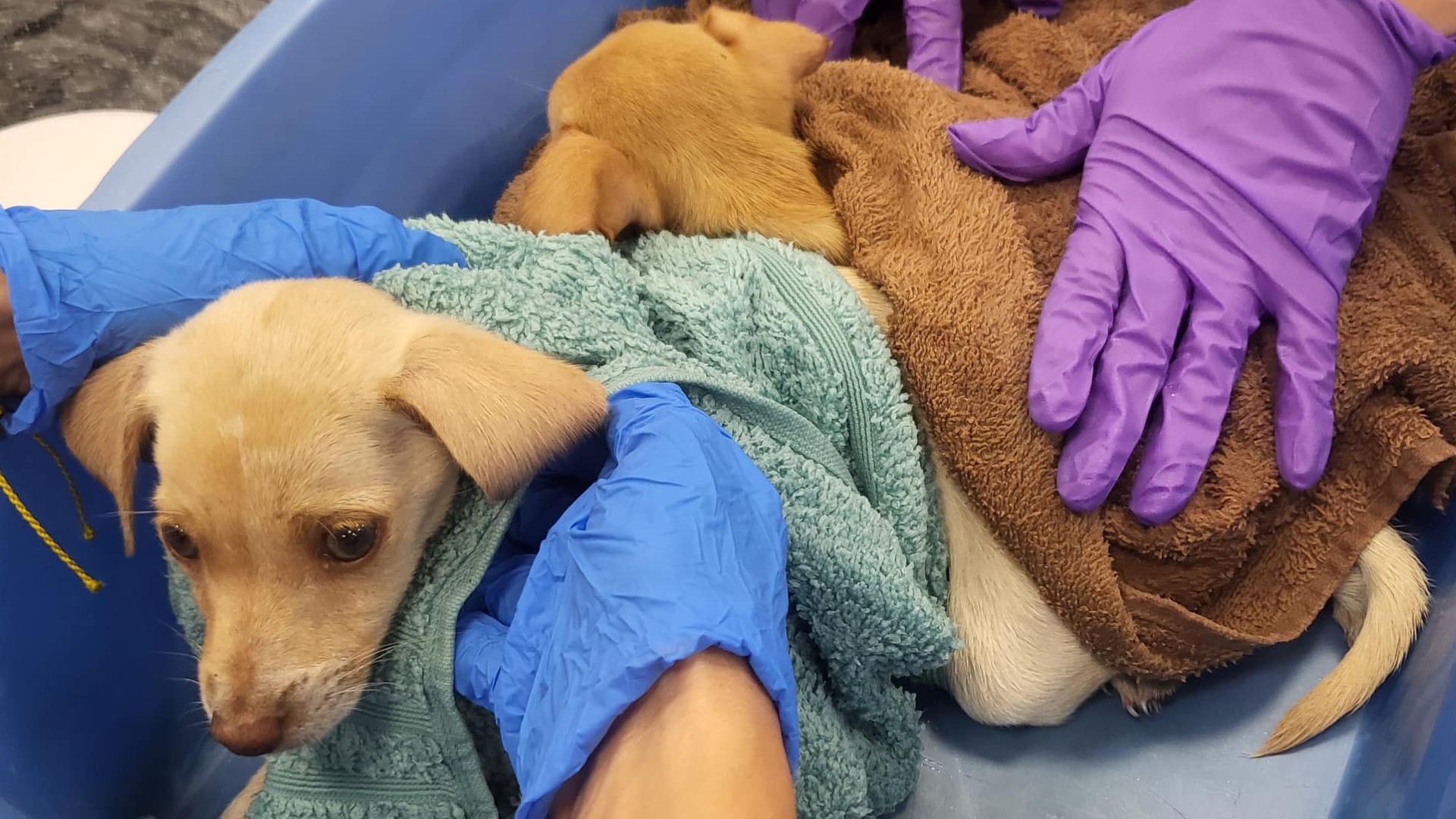 workers-investigate-after-2-puppies-found-abandoned-in-bradenton-wtsp