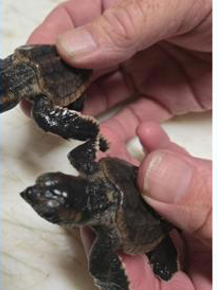 Poucoin 3 Tampa Bay residents charged in illegal turtle poaching, fishing ...