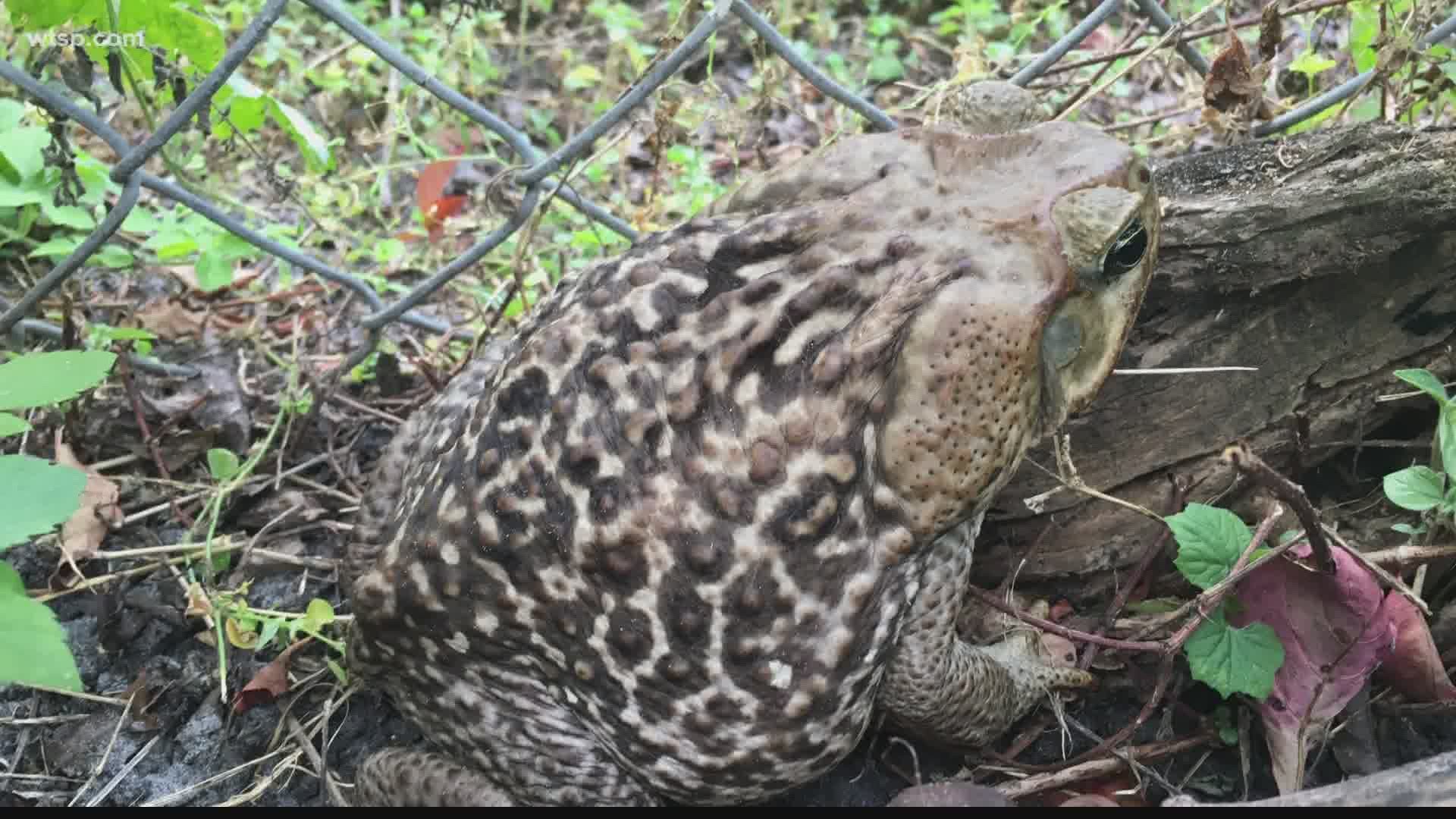 After all the rain we've had lately, you may see more of these giant, toxic toads in your neighborhood.