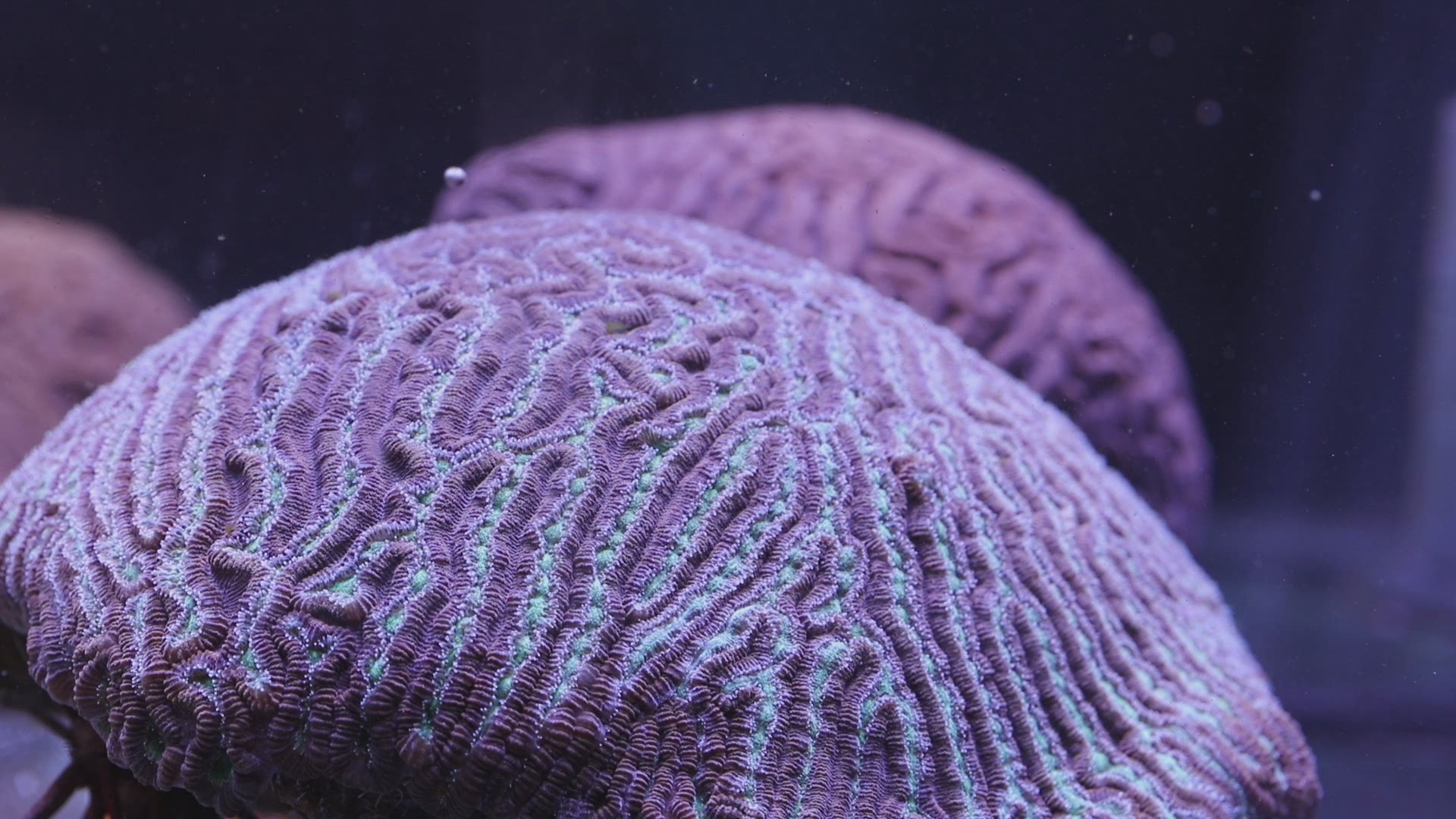 Colorful video shows coral babies being born as part of an effort by The Florida Aquarium to cross-breed wild grooved brain corals.