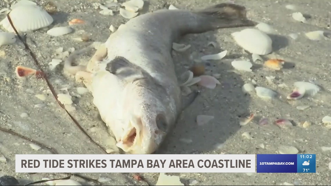 Red tide surge expected to stick around for a while, scientists say