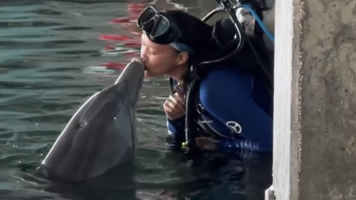 How Dolphins Play With and Carry Objects in the Wild - Clearwater Marine  Aquarium