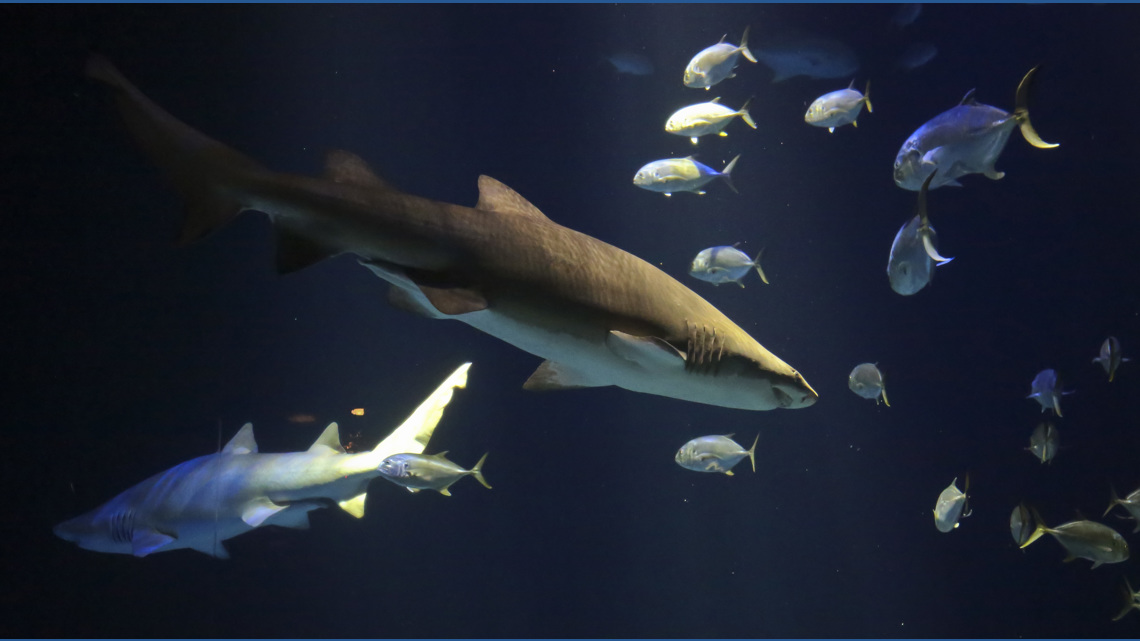 Florida leads unprovoked shark attacks, as bites dropped overall in the US, study shows